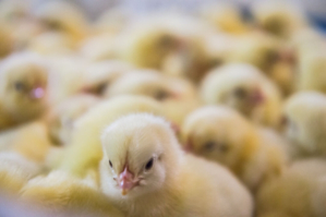 MD_poultry-chik-vaccination-C-francois-blazquez-ceva-mexico-2015-2106.jpg