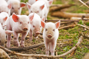 MD_C-FOTOLIA_Swine_Piglet_001.jpg