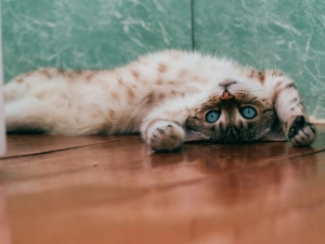 A relaxed cat stretching on the floor if its home