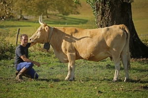 Heritage breed of cattle with a caretaker commited to biodiversity