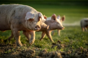 Sow and piglets in a field