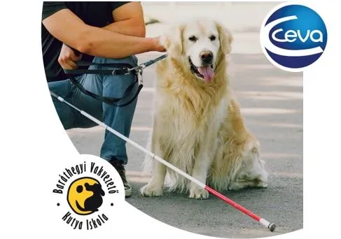 A blind man and his dog