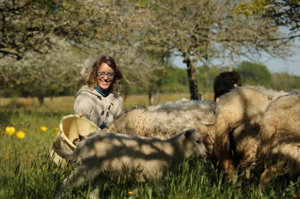 &Eacute;leveuse nourrissant ses moutons au p&acirc;turage