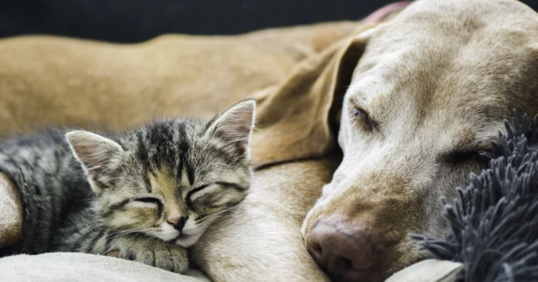 Dog and cat sleeping